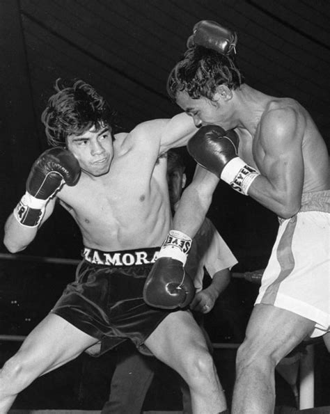 zamora boxer.